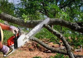 Reliable Thousand Palms, CA Tree Services Solutions