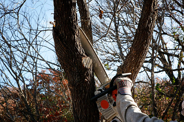 How Our Tree Care Process Works  in  Thousand Palms, CA